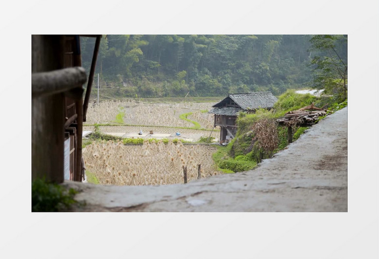 农民农田收割成熟水稻实拍视频素材