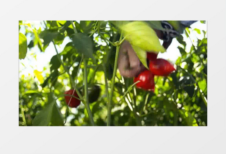 农民菜园采摘辣椒实拍视频素材