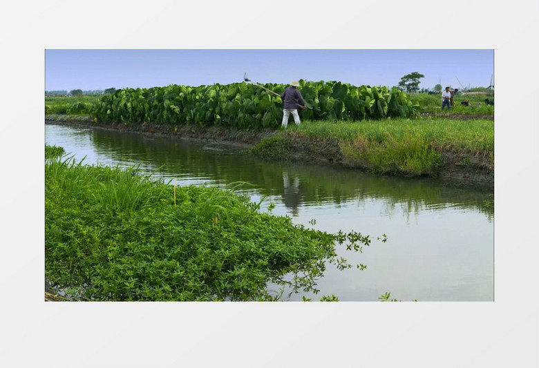 农民农作物浇水施肥实拍视频素材