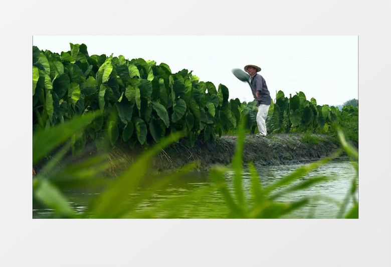 农民灌溉浇水施肥实拍视频素材