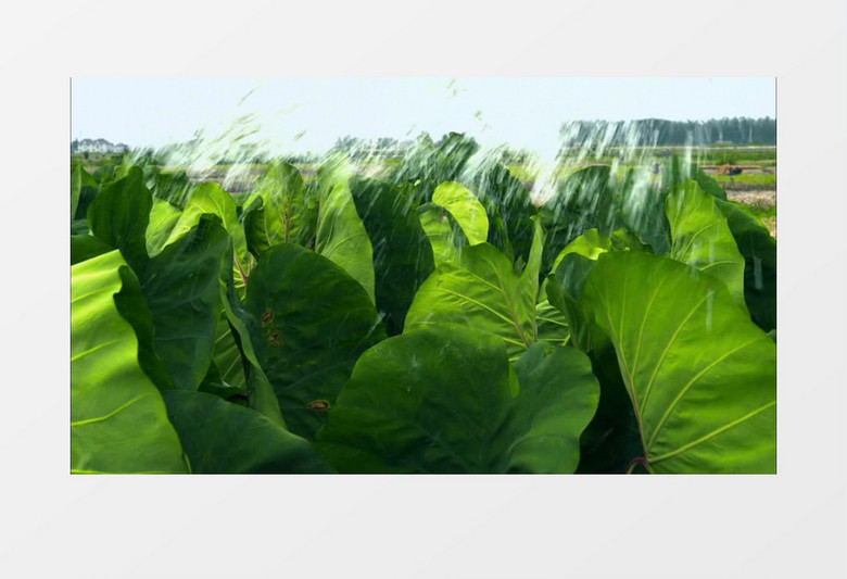 绿油油植物莲藕水灌溉施肥实拍视频素材