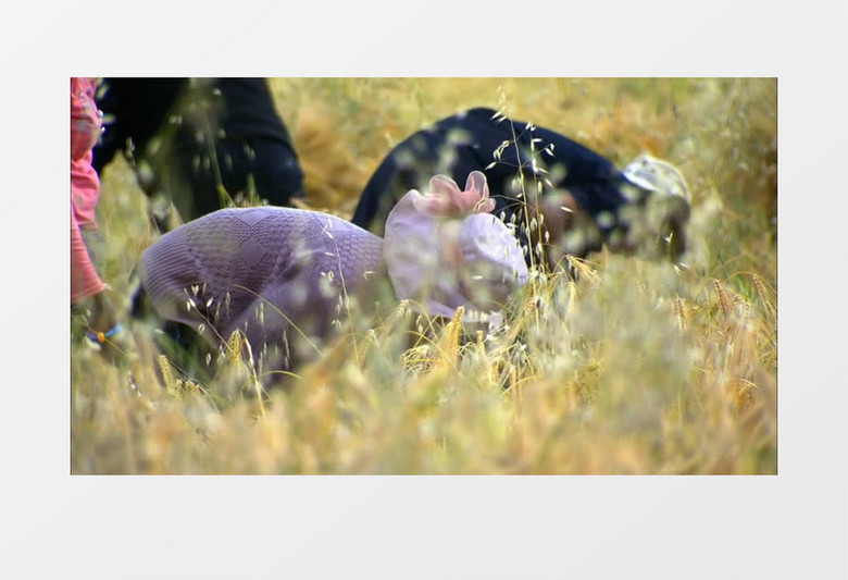 农民稻田收割水稻实拍视频素材