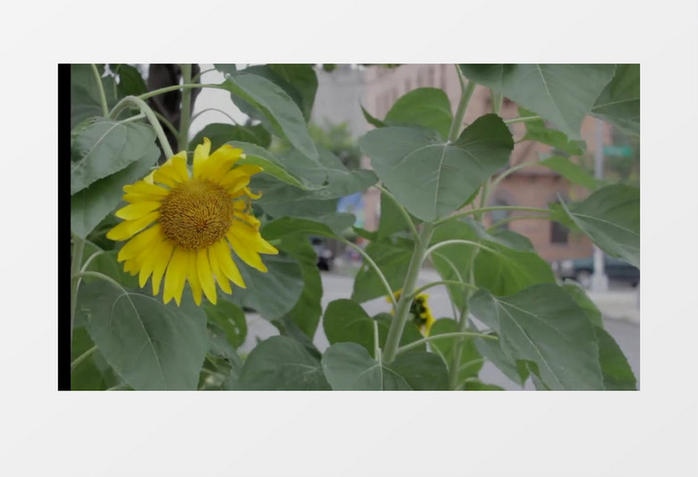 植物向日葵花近距离实拍视频素材