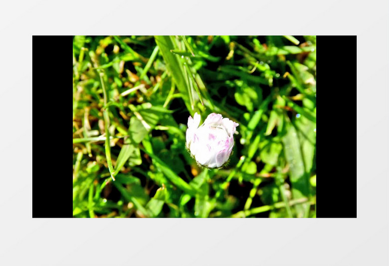 高清实拍一朵美丽的小雏菊从花苞到开放的过程实拍视频素材