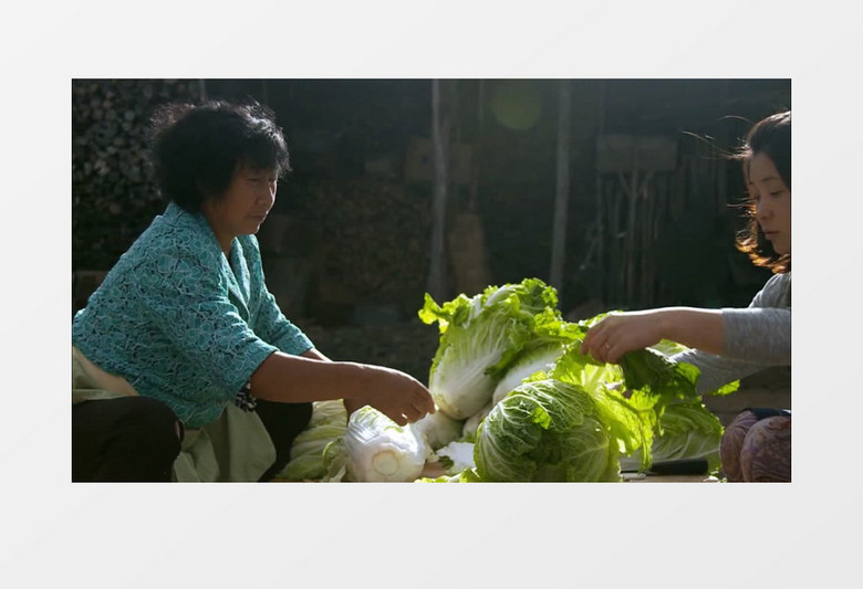 农民丰收绿色白菜实拍视频素材