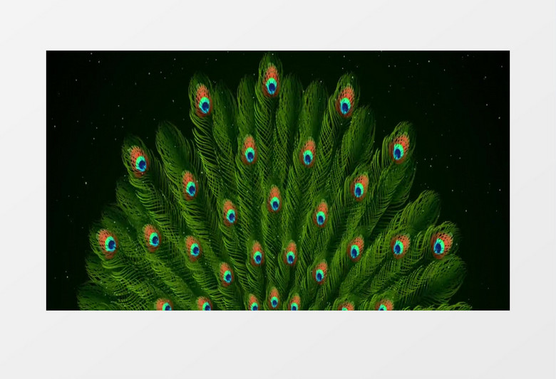 动画动态大气唯美孔雀开屏背景视频素材