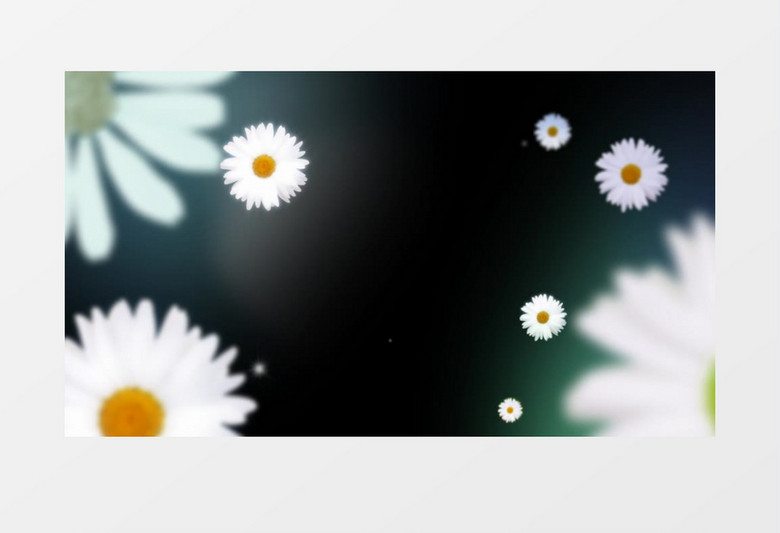 美丽的纯净的小雏菊视频素材