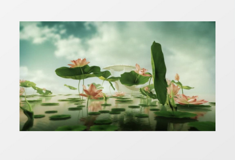 美丽的荷叶莲花婚礼背景视频素材
