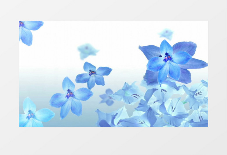 朵朵绽放的紫色花朵背景视频素材