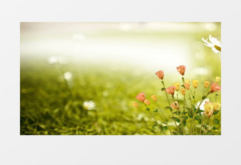 草地上绽放的美丽花朵背景视频素材