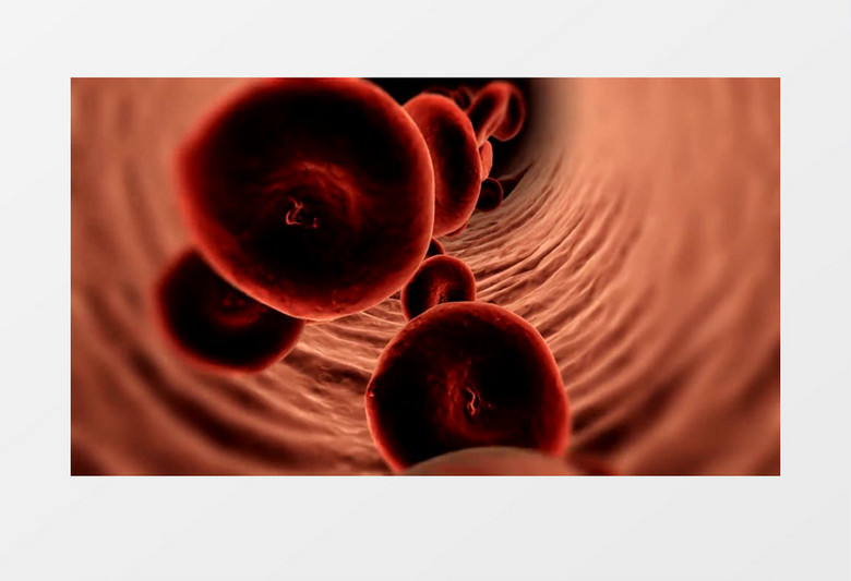显微镜下血管里流动的血红细胞