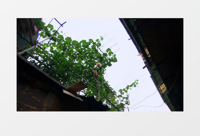 有机蔬菜南瓜悬挂实拍视频素材
