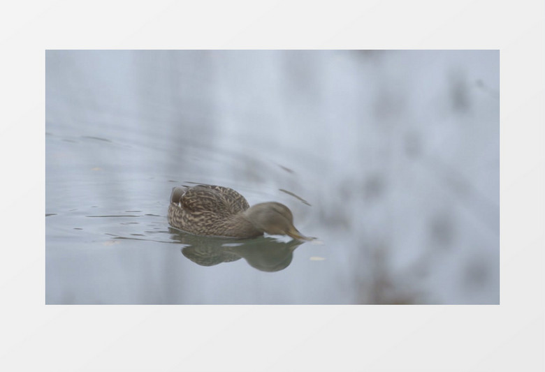 鸭子在湖里游泳实拍视频mov