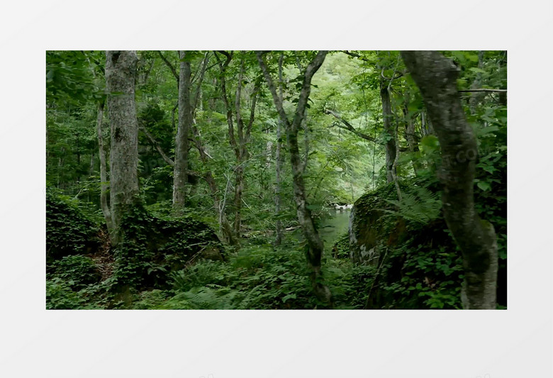 森林树林养眼的背景视频素材
