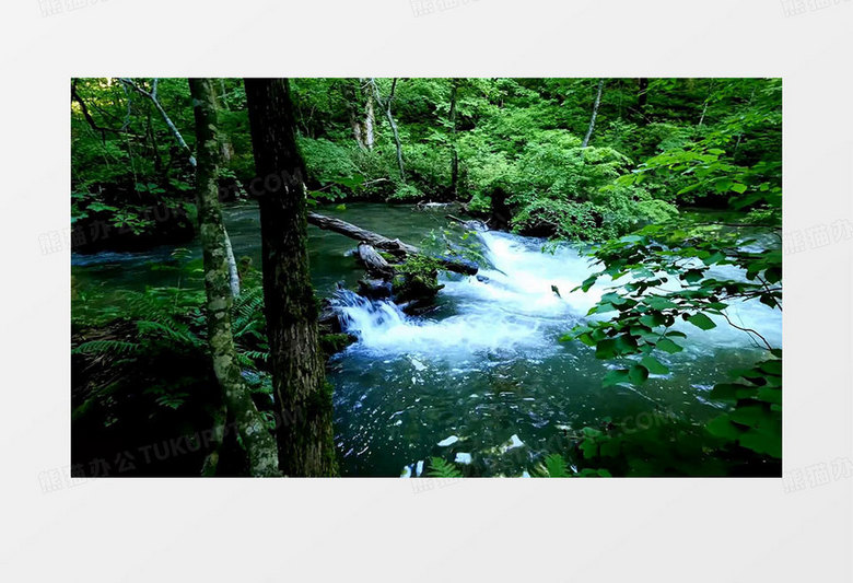 水中森林背景视频素材
