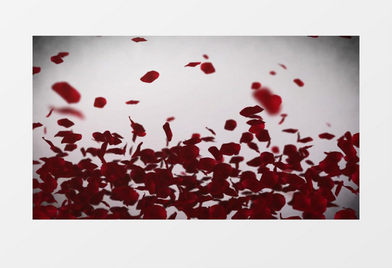 玫瑰花瓣飘动转场图片展示片头包装视频素材