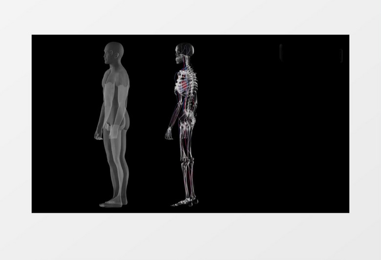 带通道的人类医学主题视频素材