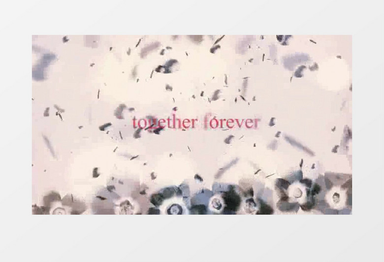 大气花瓣飞舞婚礼相册ae模板