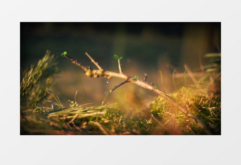 春天树叶树根发芽展示标志AE视频模板