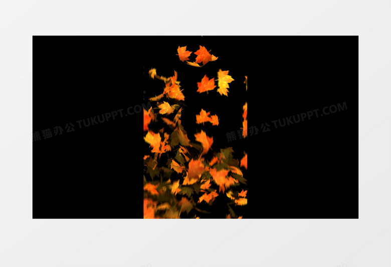 枫叶落叶转场后期视频元素